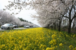 菜の花ロード