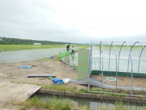 田植えが終わり、草取り用の１２００羽の鴨の受入準備