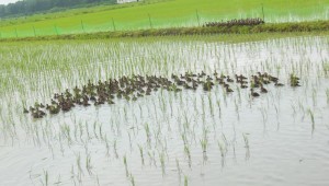 田圃で元気に頑張るマガモ君