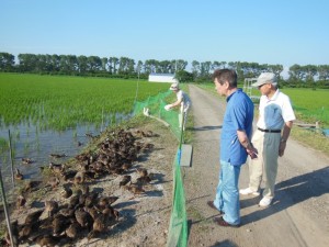 田圃公開にご参加の皆さんがマガモ君を激励／黒瀬農舎無農薬あきたこまち圃場にて