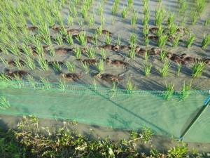 網で囲んだ中で除草するカモ君