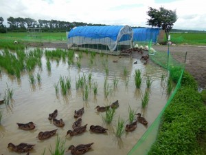 餌場の付近にたむろするカモ君たち