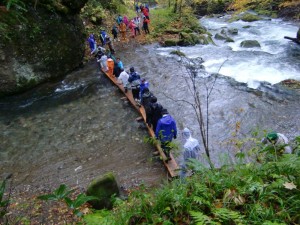 ブナ植えに谷川の仮設橋はスリル満点。水と紅葉が綺麗で素敵でした。