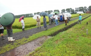 大雨注意報の中で、有機生産者仲間農家が集まって、「提携米栽培確認」に各生産者の田圃を回りました。（013.09.02 撮影）