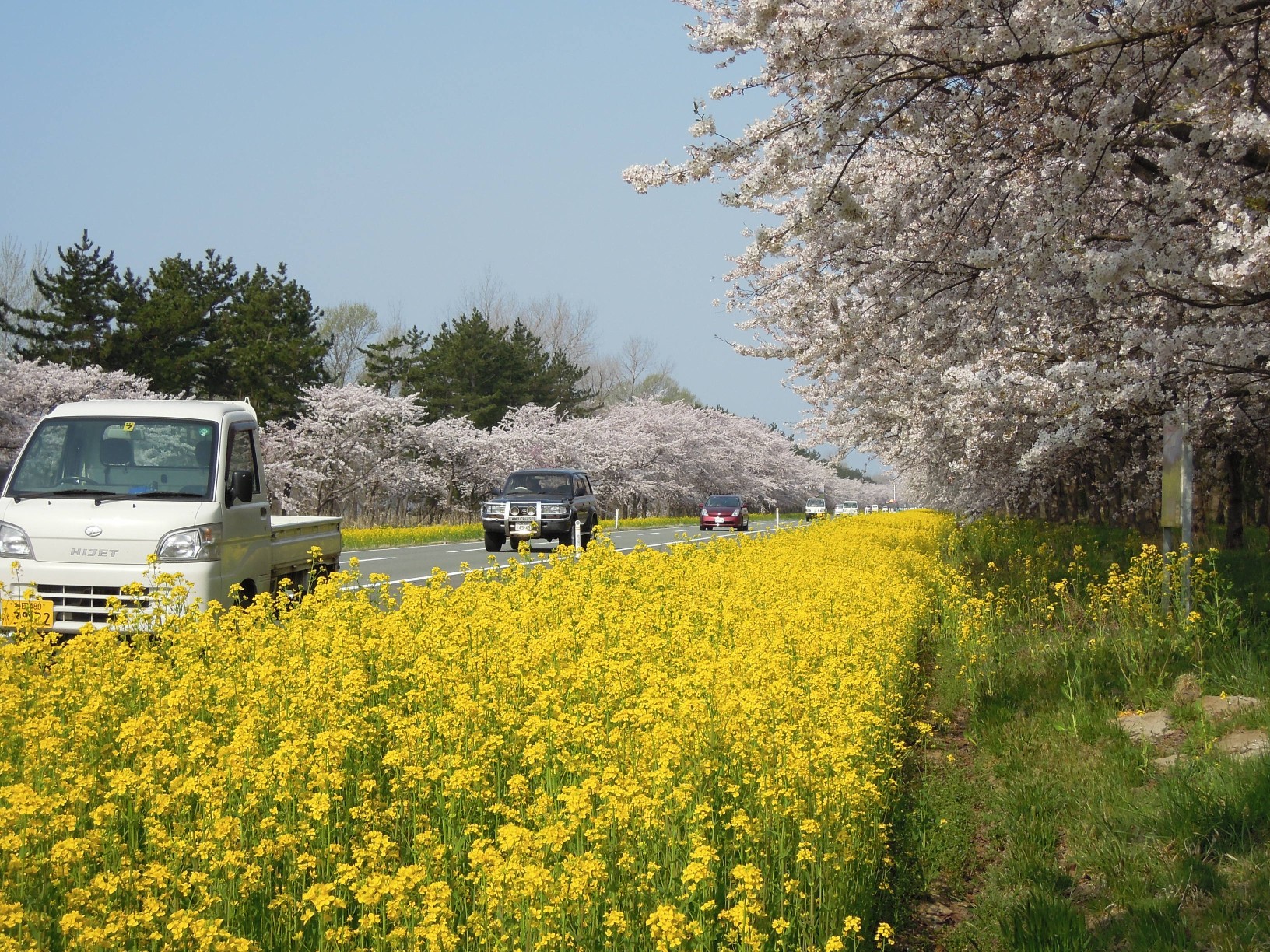 菜の花ロード満開です!!