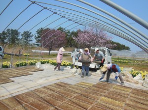 ７分咲きの桜を見ながら好天での苗床作り