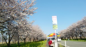 我が村自慢の菜の花と桜ロード