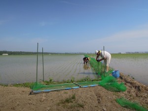 カモ除草のため田んぼの周囲にネットを張っています。