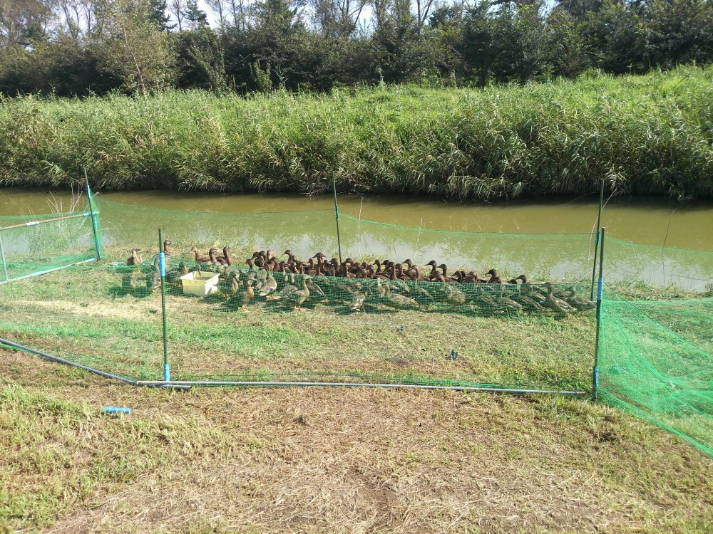 今更ながら、カモ捕獲!!