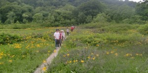 世界自然遺産新緑ツアー～前回の白神山地田代湿原～