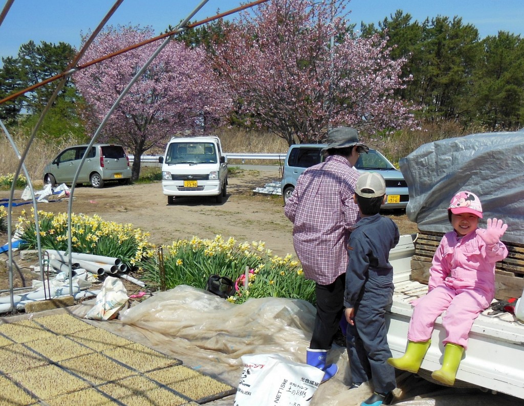 今年１回目の苗箱並べの作業。苗場の桜や水仙も満開。孫たちも大はしゃぎです 2015.4.25