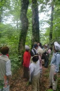 岳岱自然観察教育林を散策する我が農舎一行　2013.7