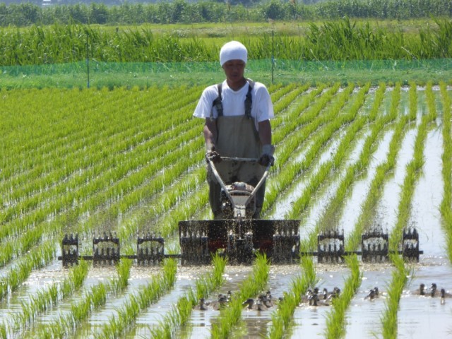 除草機掛け作業（田植え後２回実施）