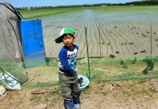 マガモと少年　（小２の孫･裕真）