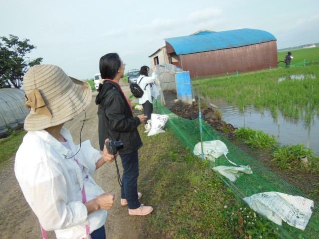 カモ激励　田圃公開に訪れた皆さん（2015.7.3撮影）