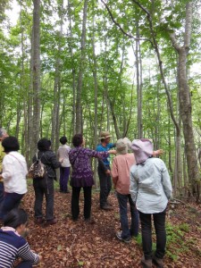  鎌田翁に感謝　世界自然遺産白神山地／岳岱ブナ林を散策する黒瀬農舎一行（2015.7.3撮影）