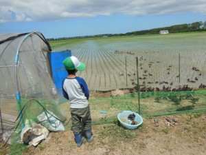 少年（孫）と鴨　導入１週間目のカモ