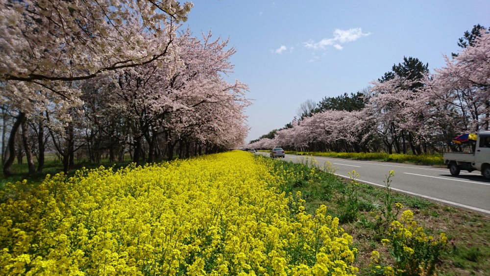 桜と菜の花満開！田んぼへの道が渋滞中・・・