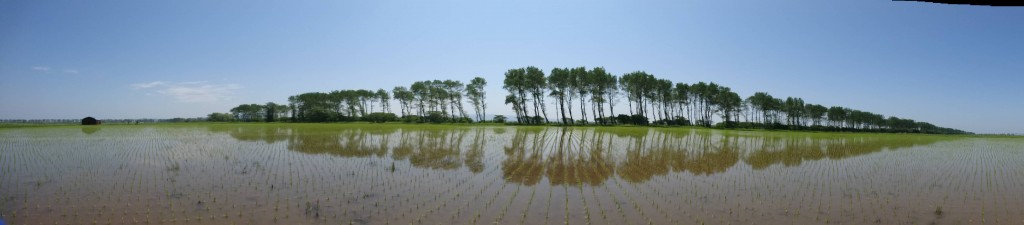 田んぼの真ん中で「あつい！」と叫ぶ