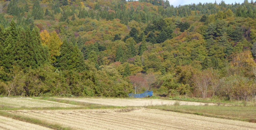 いよいよブナを植えるつどい前日