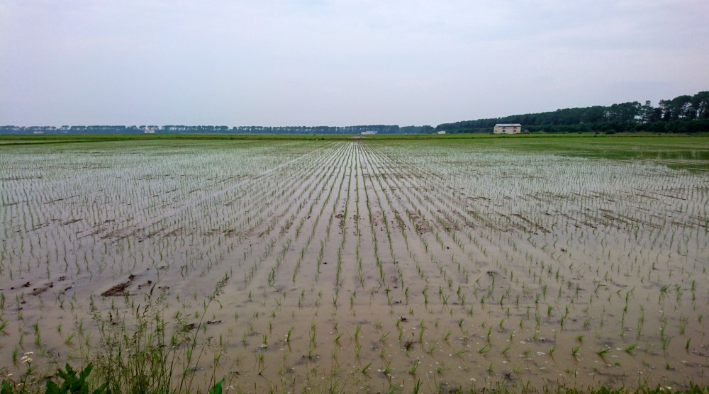 田植え終了