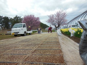 「苗箱並べの作業」30年前に植えた紅山桜と紅吉野桜が満開の苗場で育苗作業　　2017.4.25撮影 