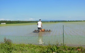 「田植えを終えれば直ぐ除草」無農薬栽培は雑草との競争。横浜の消費者Yさんが除草機掛けの助っ人で活躍。 2017.6.14撮影