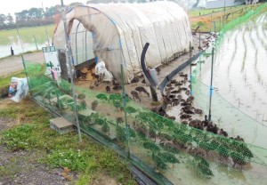 「カモの囲い込み管理」稲の成長が遅れて入るため、カモを餌場に囲い込み管理中 2017.6.18撮影
