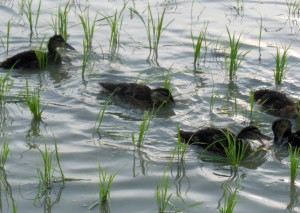 「気象の乱れで、無農薬栽培も大荒れ」 6月の低温で、稲が成長せず、カモの活動で稲は大ダメージ。稲を守ろうとカモを囲い込むと、田んぼは雑草まみれ。近年まれなアクシデントの多い年になりました。