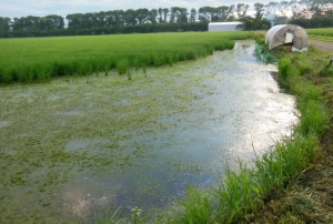 「田んぼに中に「沼」ができました。」 ５月２５日以降に田植えした我が家の無農薬田は、稲が低温で中々根付かず、カモ小屋の近くは、カモの活動で稲がなくなり、まるで沼のような有様。