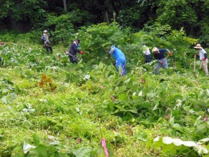 ブナの下刈り作業　　　赤いテープは、下刈り作業時にブナを傷付けない為の目印