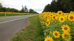 大潟村の夏バージョン・向日葵のある風景　　春はソメイヨシノと菜の花。夏はヒマワリ