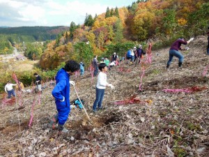 ２５年目のブナ植えは見事な快晴。 ２５周年を多くの参加者と共に、天が祝いました。雨ばかり続く１０月１１月。 でも、文化の日だけが今年珍しい小春日和。 まさに天が祝ってくれたのでしょう。