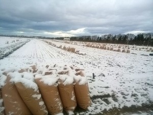 籾殻の袋を並べたら雪になりました。 昨秋は雪が早く、暗渠工事の準備をしている間に雪の季節となりました。