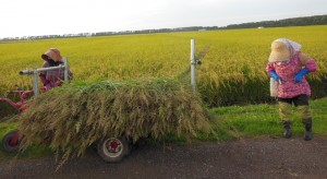 　　　９月は連日最後の草取りに追われました。 　６月の異常低温で、除草対策が遅れ、田んぼは雑草まみれ。 ６月７月の２ヶ月連日、手取り除草に明け暮れましたが、雑草を取りきれず 最後の草取りは９月一杯かかりました。