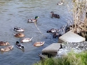 草取り時に脱走したマガモたち 草取りの助っ人に呼び寄せたマガモ。性格の悪いグループ５０羽ほどが草取りをサボって脱走。 稲刈り時期に見つけたら、排水路で自活し青首もりっぱに大きく成長していました。 大声で呼ぶと、姿を目視できない３００ｍ以上先の水面で遊ぶカモも集まってきました。