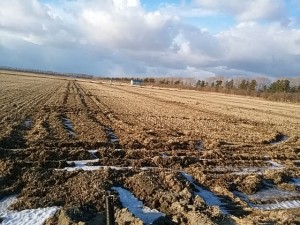 真冬なのに、まるで春 １月に入って、ほとんど雪なし。 でも、こんな報告をしたとたんに大雪が来るかも