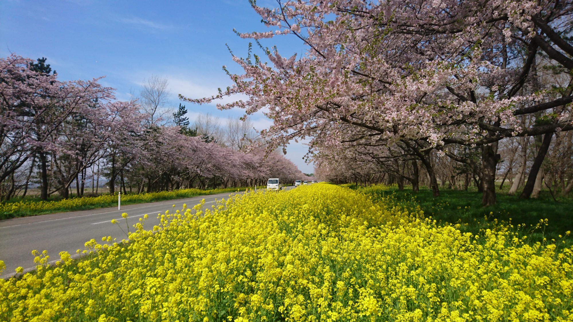 桜と菜の花、そして種蒔きも真っ盛り